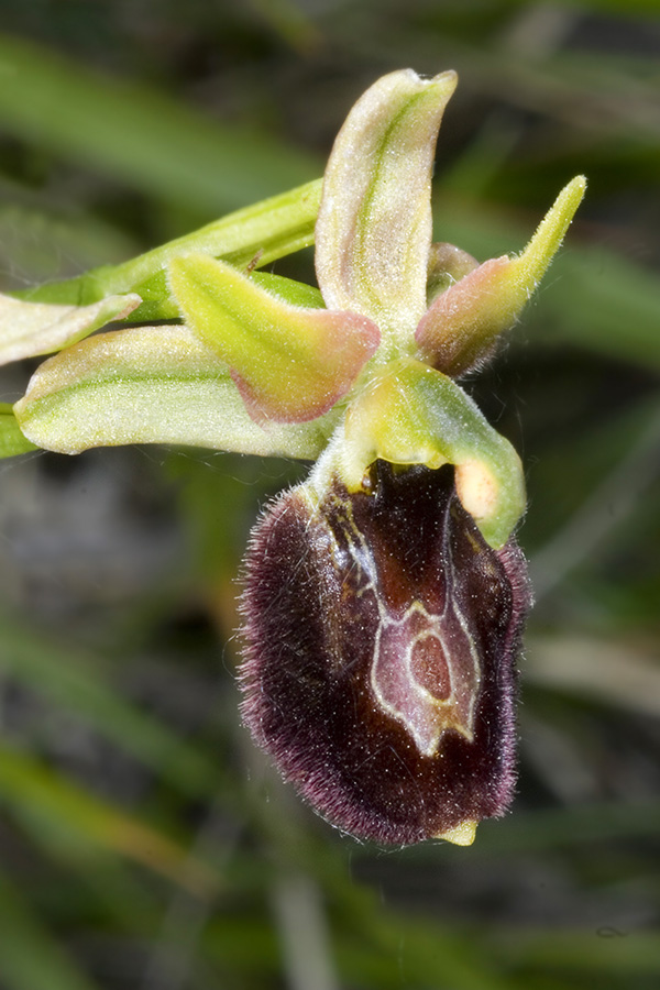 Ophrys pseudobertolonii o O. baldensis?